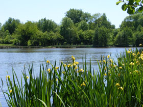 Yellow flag iris in Spring.