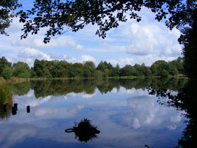 Looking through the alders (the shallow end).